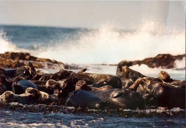 Seals splashing in the surf on the Farne Islands