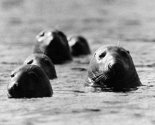 Seals swimming off the British coast. Circa 1970 P004204