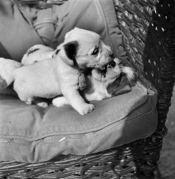 Framed Print : Sealyham Territs bred at Sir Joycilya Lucars Kennels at WatCute terrier puppies