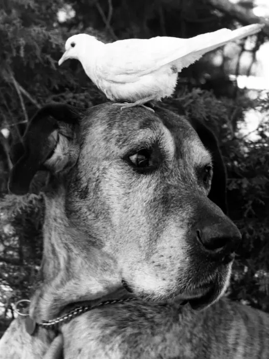 Framed Print : Sean the Great Dane has a bird on the brain, a dove called Snowflake. August 1977 Framed Print : Sean the Great Dane has a bird on the brain, a dove called Snowflake. August 1977