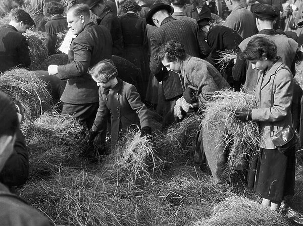 Search for a needle in a haystack competition outside St Paul