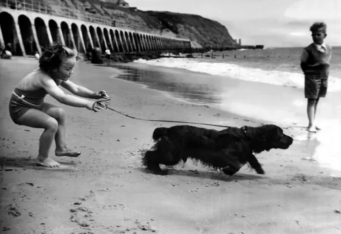 Framed Print : Seaside Holidays / Children with Animals Dog young Judy Early tries to control her Framed Print : Seaside Holidays / Children with Animals Dog young Judy Early tries to control her