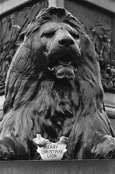 A seasonal gift for Nelsons lion. One of the four lions at the base of Nelson
