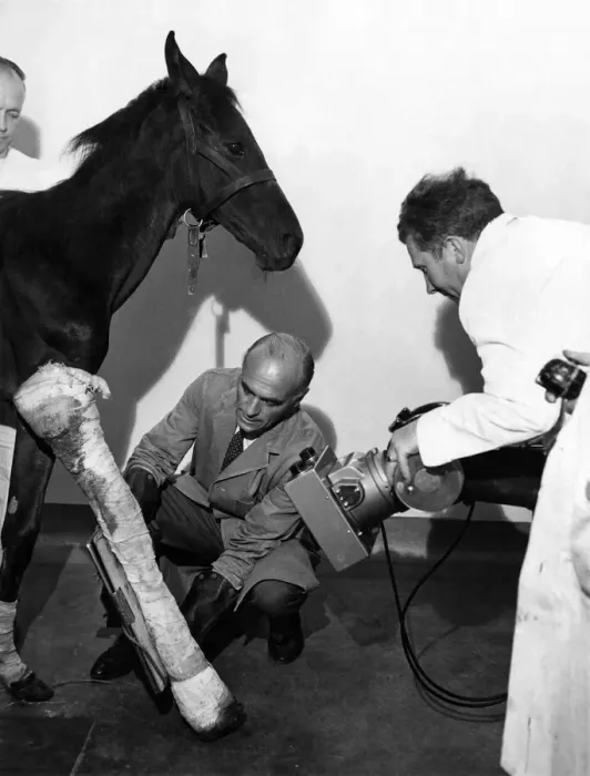 Framed Print : For the second time in his life, this througbred foal the research station has nicknamed Framed Print : For the second time in his life, this througbred foal the research station has nicknamed