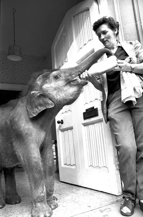 Framed Print : Seven-month-old baby Indian elephant called Iris is being bottle fed by Twycross zoo