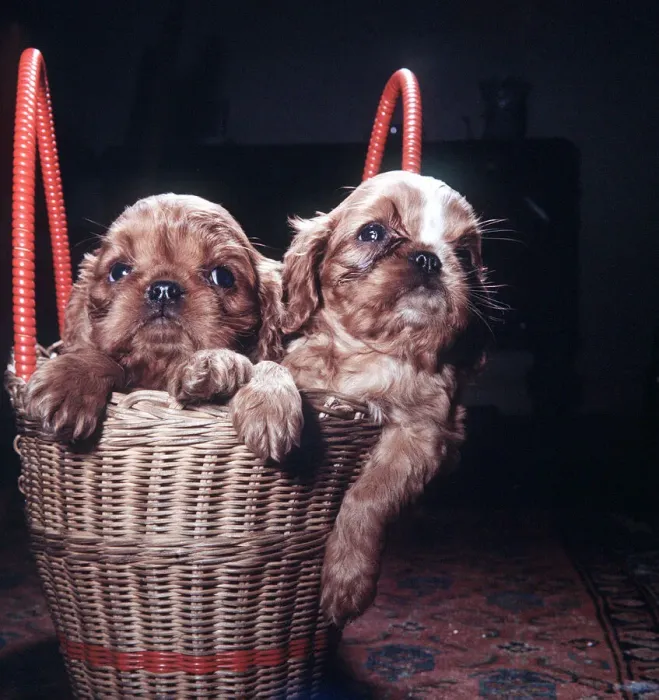 Framed Print : Seven week old King Charles Spaniel pups at the BUAV Kennels at Edgware