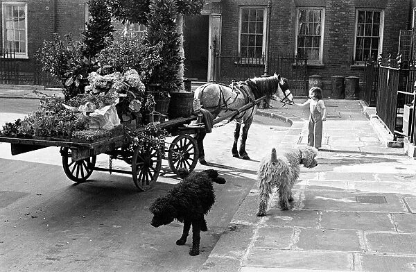 In the shadow of Big Ben feature may 1948 Florists horse and cart in Cowley Street