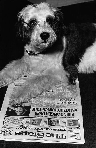 Shaggy Baggins, star of West End musical, 42nd Street, who was replaced by a poodle