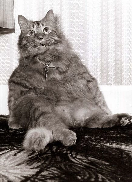 Shandy the fat cat - October 1979 sitting upright like a human