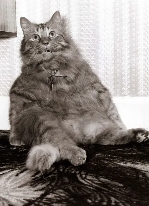 Framed Print : Shandy the fat cat - October 1979 sitting upright like a human