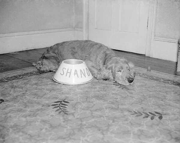Shandy the golden haired cocker spaniel seen here asleep by his feeding bowl was