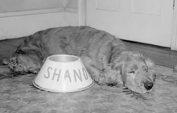 Framed Print : Shandy the golden haired cocker spaniel seen here asleep by his feeding bowl was Framed Print : Shandy the golden haired cocker spaniel seen here asleep by his feeding bowl was