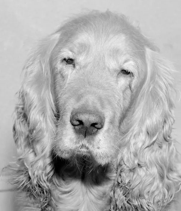 Framed Print : Shandy the golden haired cocker spaniel who was transferred to a new master this week Framed Print : Shandy the golden haired cocker spaniel who was transferred to a new master this week