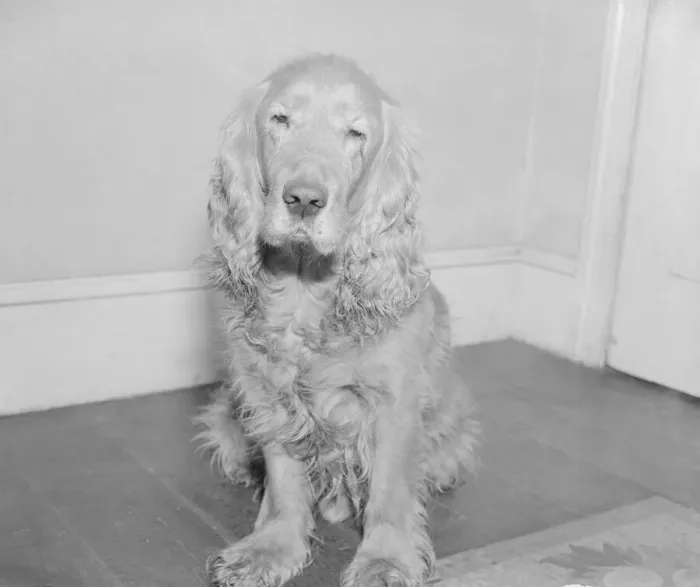 Framed Print : Shandy the golden haired cocker spaniel who was transferred to a new master this week Framed Print : Shandy the golden haired cocker spaniel who was transferred to a new master this week