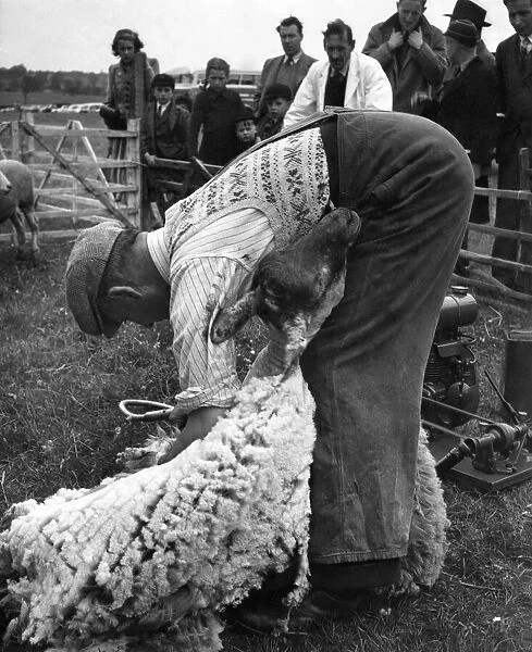 Shearing sheep in Hertfordshire: Tom Bunting, a shepherd of Home Farm, Little Gaddesden