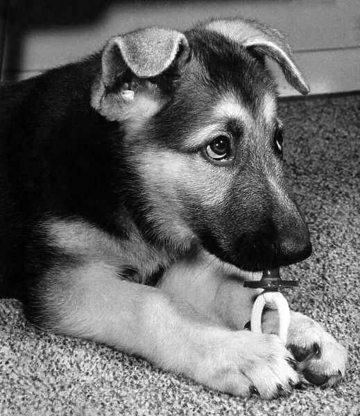 Sheba, this 10-week- old Alsatian pup belonging to Mirror photographer Vic Crawshaw