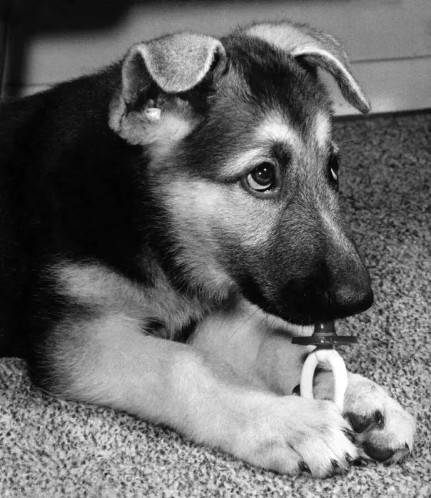 Framed Print : Sheba, this 10-week- old Alsatian pup belonging to Mirror photographer Vic Crawshaw