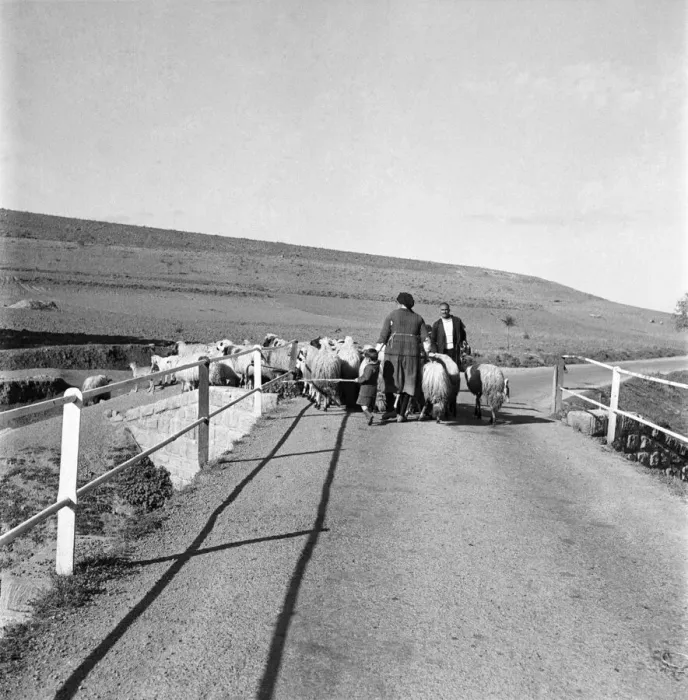 Framed Print : Sheep on Bridge on the way to Troodos in the Cyprus mountains. November 1952 C1103-006 Framed Print : Sheep on Bridge on the way to Troodos in the Cyprus mountains. November 1952 C1103-006