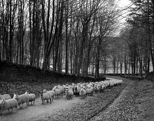 Sheep are brought down from the high pastures to their winter grazing. Circa 1934