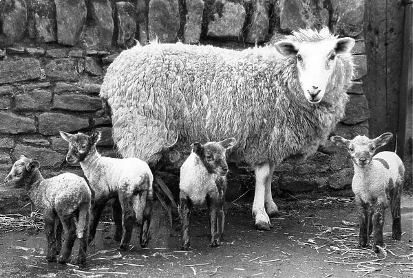 Sheep - An ewe with her quads which is a rare event