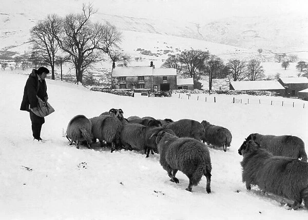 Sheep farmer Ken Dickinson of Wolfen Hall Farm, Chipping, near Preston