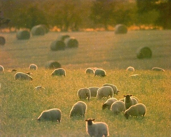 Sheep Graze in the evening sunset on a farm near Earlswood