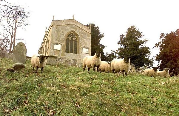 Sheep grazing in the churchyard at Preston on Stour nr, Stratford-upon-Avon, Warwickshire