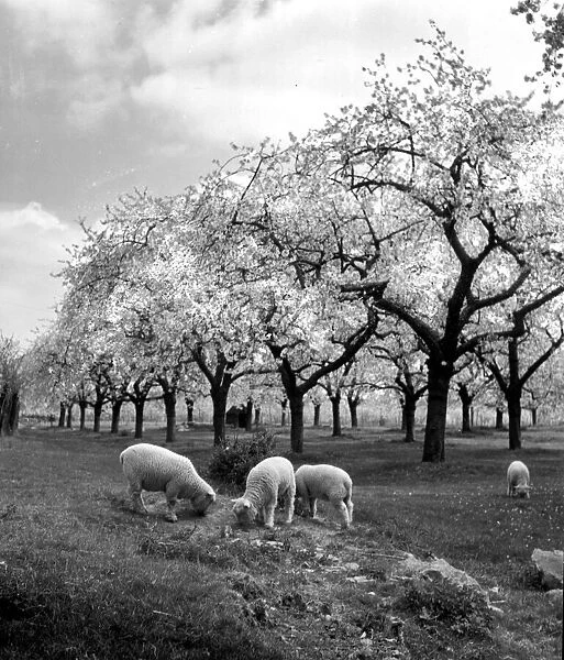 Sheep grazing in a field near the blossoming fruit trees in Kent Circa 1935