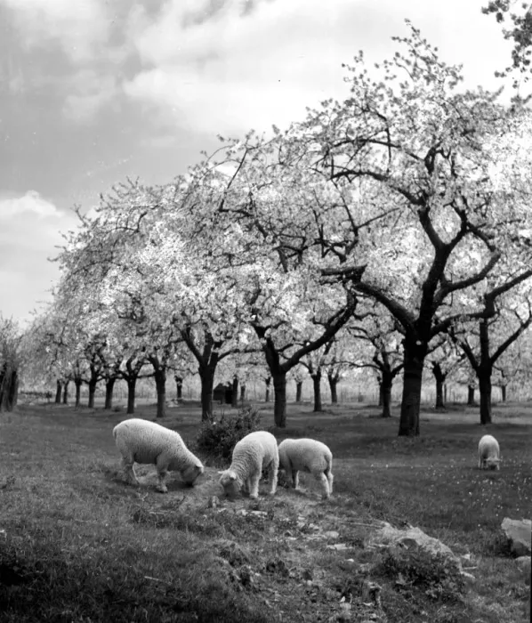 Framed Print : Sheep grazing in a field near the blossoming fruit trees in Kent Circa 1935 Framed Print : Sheep grazing in a field near the blossoming fruit trees in Kent Circa 1935