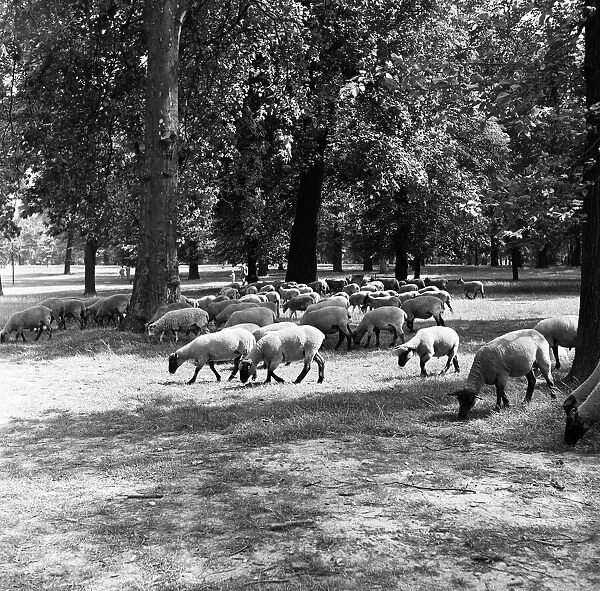 Sheep grazing in Hyde Park, London. 2nd August 1954