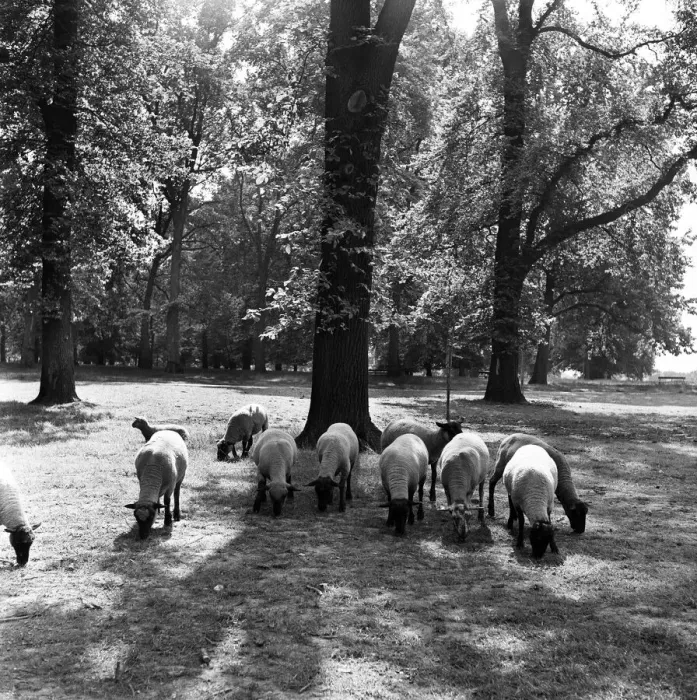 Framed Print : Sheep grazing in Hyde Park, London. 2nd August 1954 Framed Print : Sheep grazing in Hyde Park, London. 2nd August 1954