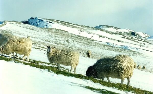 Sheep on a hillside covered in snow