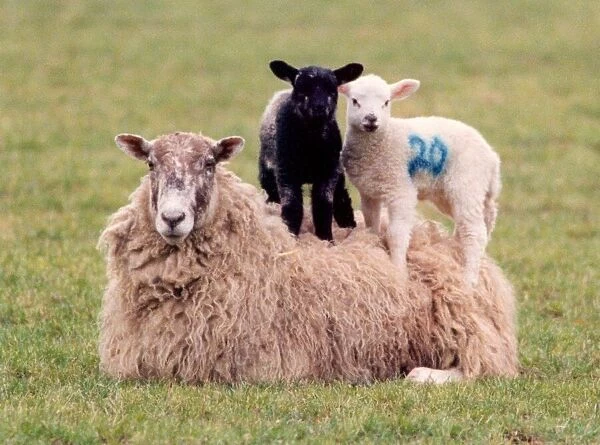 A sheep with two lambs who want a better view