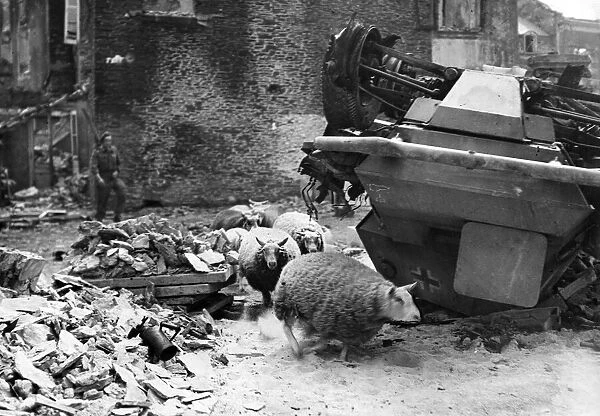 Sheep left in Caumont, France. August 1944