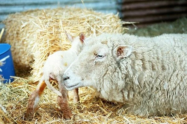 Sheep lying on hay circa March 1996