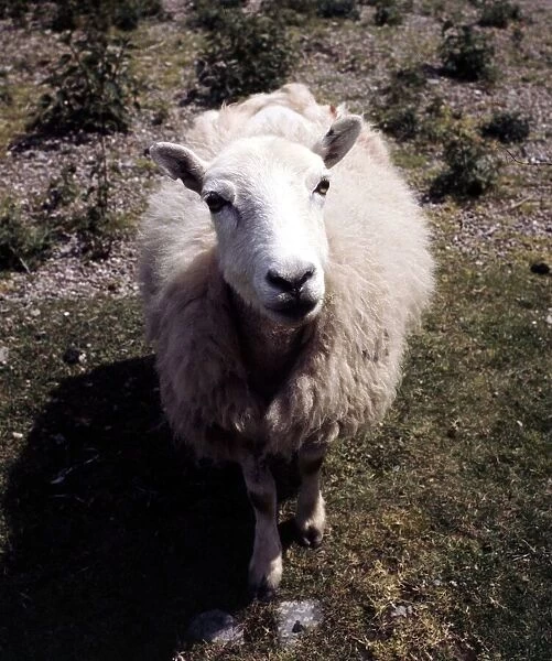 A sheep on the Radmorshire hills in Wales May 1973