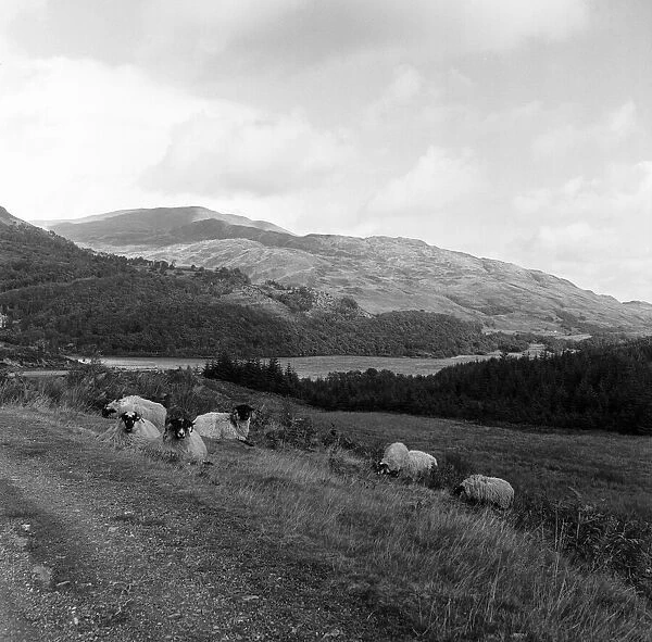 Sheep rest in the autumn sunshine, but cloud, rain and even snow hover over the Trossachs
