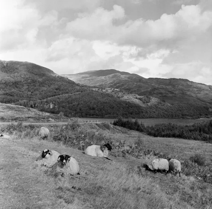 Framed Print : Sheep rest in the autumn sunshine, but cloud, rain and even snow hover over the Trossachs Framed Print : Sheep rest in the autumn sunshine, but cloud, rain and even snow hover over the Trossachs