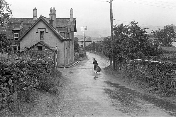 Sheep shearer walking in the road with a sheep, in a village near Keswick, Cumbria