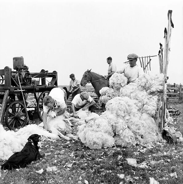 Sheep-Shearing, on Romney Marsh. July 1952 C3361