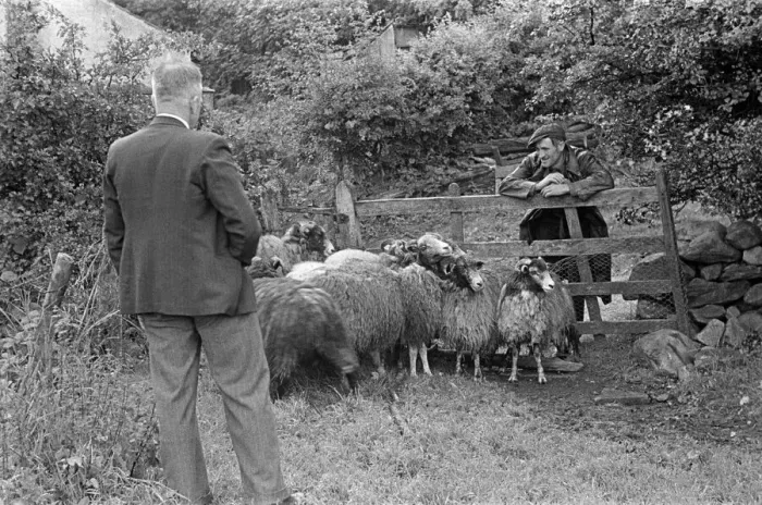 Framed Print : Sheep shearing in a village near Keswick, Cumbria, circa July 1947 Framed Print : Sheep shearing in a village near Keswick, Cumbria, circa July 1947
