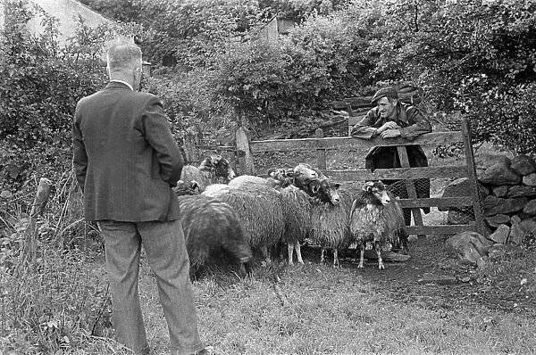 Sheep shearing in a village near Keswick, Cumbria, circa July 1947