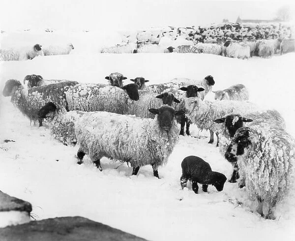 Sheep in the snow near Burnley, Lancashire. March 1979