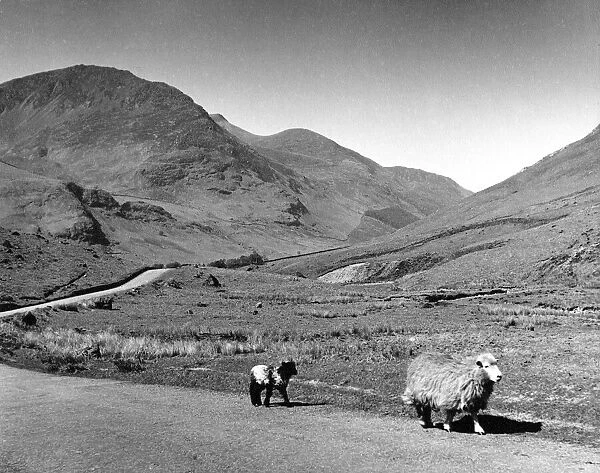 Sheep walking along the Honester Pass which connects the Buttermere valley with