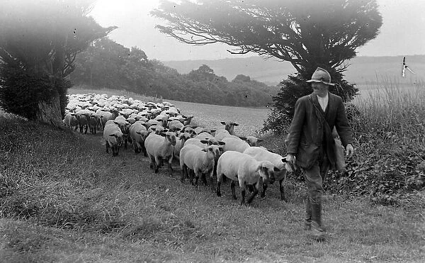 Sheep at Whitsbury, Hampshire August 1928 Alf 178