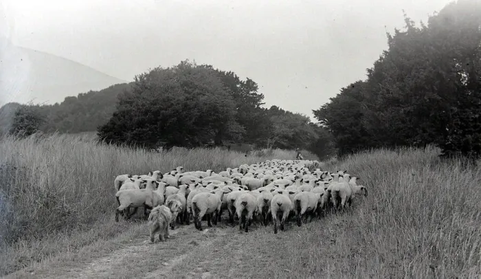 Framed Print : Sheep at Whitsbury, Hampshire August 1928 Alf 178 Framed Print : Sheep at Whitsbury, Hampshire August 1928 Alf 178