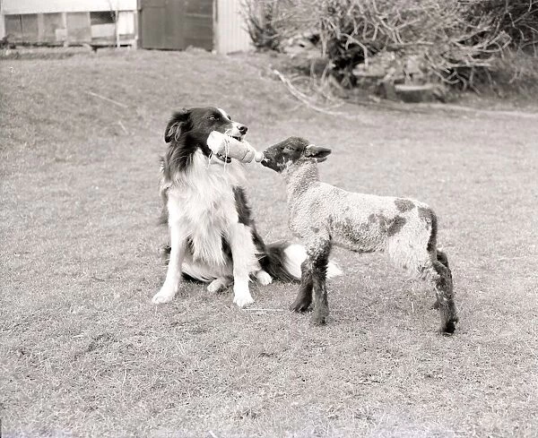 A Sheepdog feeding a lamb from a baby bottle March 1956