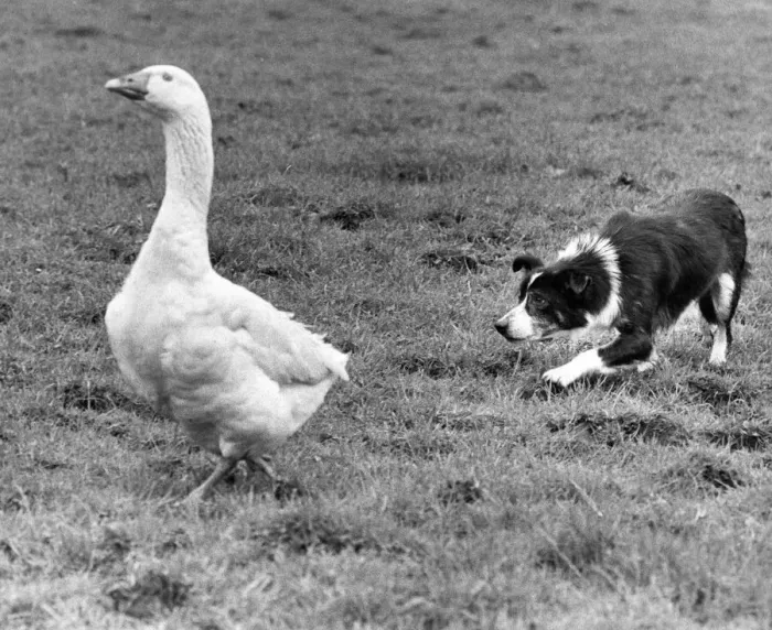Framed Print : A sheepdog rounding up a stray goose Framed Print : A sheepdog rounding up a stray goose