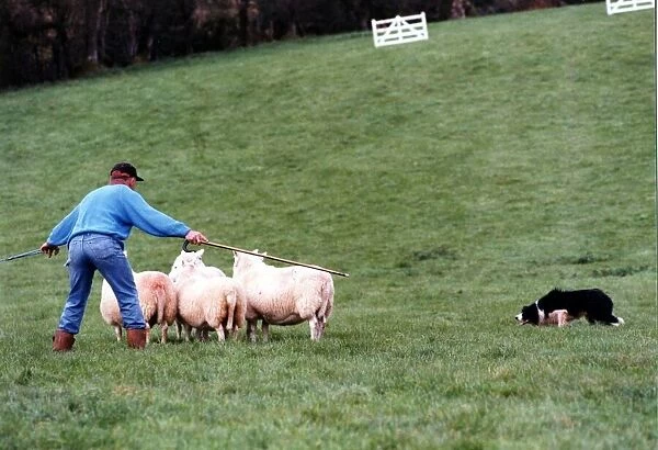 Sheepdog trails - Competitor herding his sheep with sheepdog. 25th August 1993