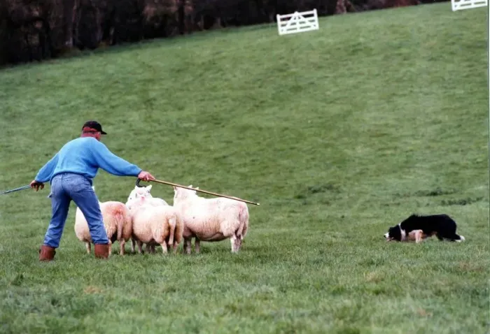 Framed Print : Sheepdog trails - Competitor herding his sheep with sheepdog. 25th August 1993